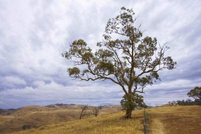 Eucalypt