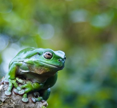 Green Tree Frog