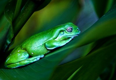 Green Tree Frog