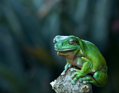 Green Tree Frog