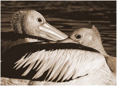 Pelican