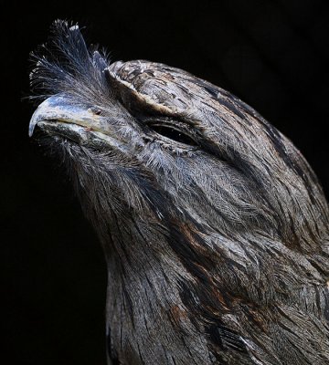 Frogmouth