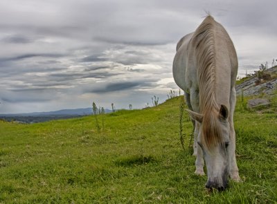 Horseblended.jpg