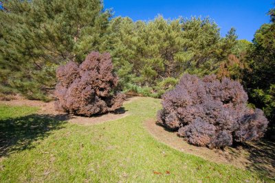 Mt Lofty Botanic Gardens