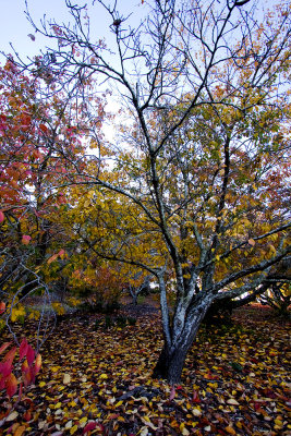 Mt Lofty Botanic Gardens