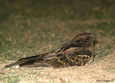 Large-tailed Nightjar -- 2008