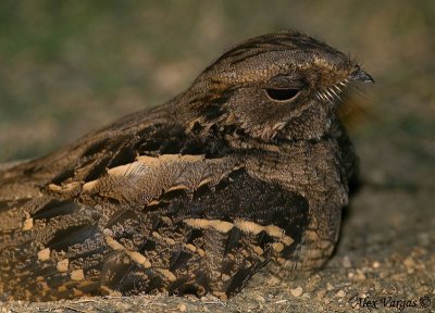 Large-tailed Nightjar - portrait -- 2008