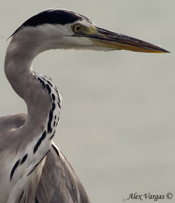 Grey Heron -- portrait -- sp 161