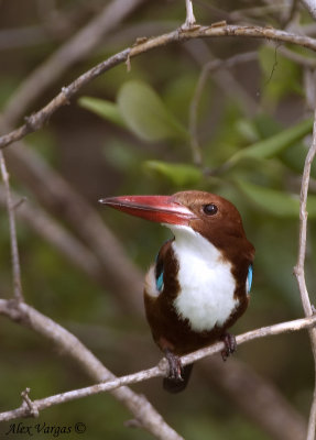 White-throated Kingfisher -- 2009 - front view