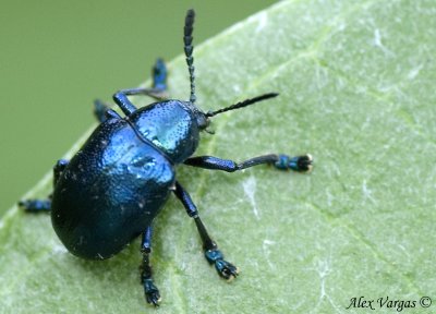 Blue Laddybug