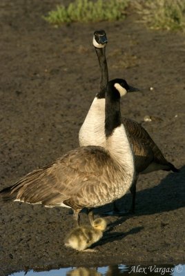 Canada Goose + chick