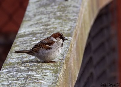 House Sparrow