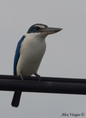 Collared Kingfisher -- sp 138