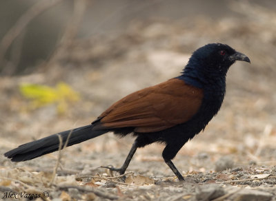 Greater Coucal -- 2008