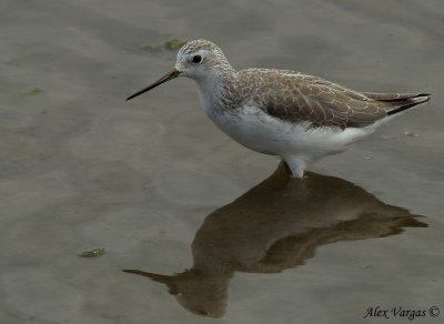 Marsh Sandpiper -- non breed -- 2008