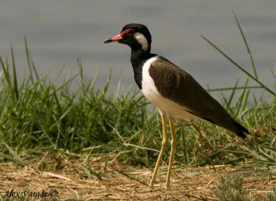 Red-wattled Lapwing -- 2008