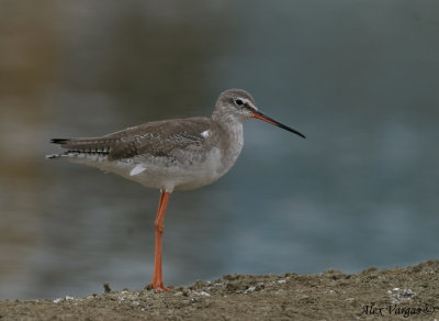 Spotted Redshank -- sp 182