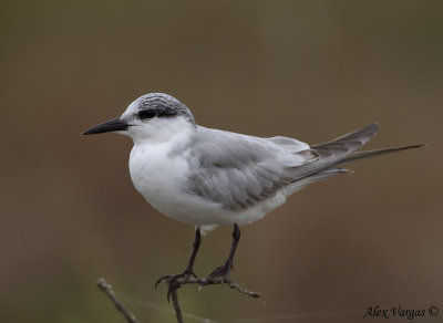 Whiskered Tern -- sp 185