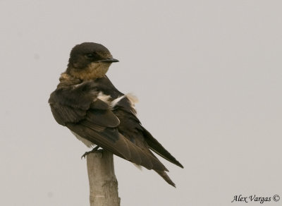 Barn Swallow -- sp 36