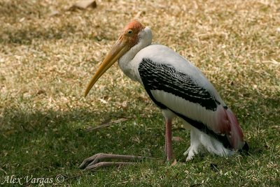 Painted Stork -- 2008