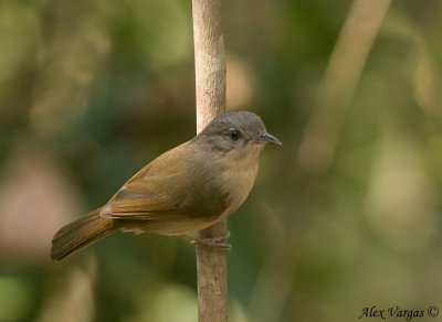 Brown-cheeked Fulvetta -- sp 68