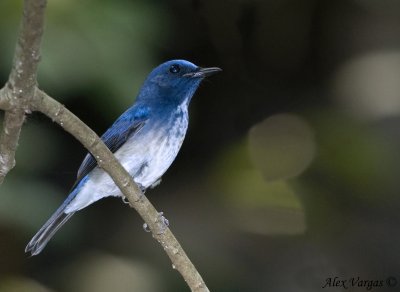 Hainan Blue Flycatcher -- atypical morph - 2009