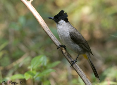 Sooty-headed Bulbul - Yellow race -- sp 64