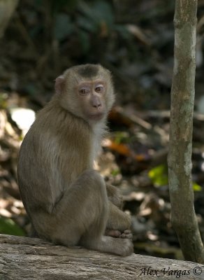 Pig-tailed Macaque - thinking