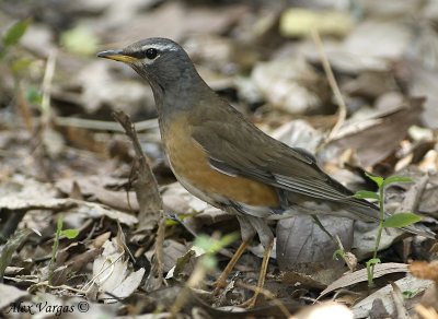 Eyebrowed Thrush - male -- sp 212