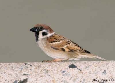 Eurasian Tree-Sparrow -- sp 38