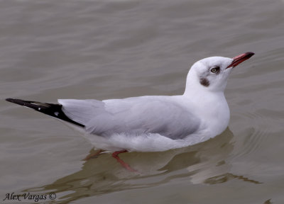 Brown-headed Gull - non breed -- sp 195