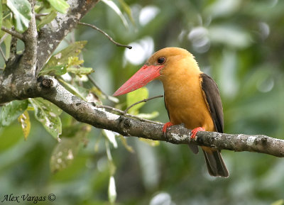 Brown-winged Kingfisher -- sp 208