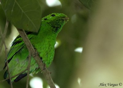 Green Broadbill -- sp 10