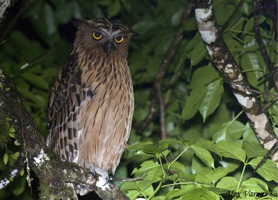 Buffy Fish-Owl -- sp 126