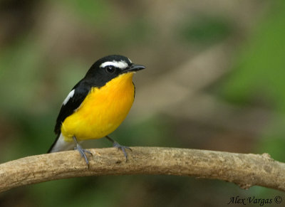 Yellow-rumped Flycatcher - male -- sp 207