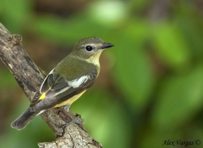 Yellow-rumped Flycatcher - female -- sp 207