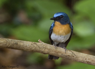 Tickells Blue Flycatcher - male - 2009