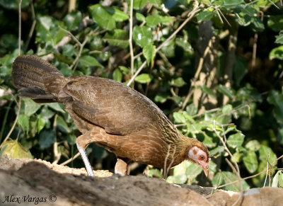 Red Junglefowl - female - 2009