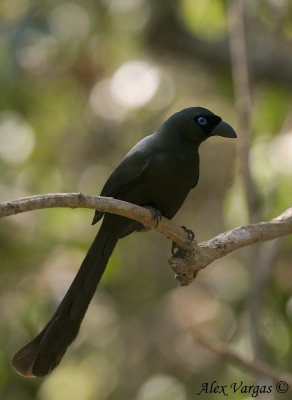 Racket-tailed Treepie -- dark - 2009