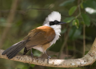 White-crested Laughingthrush -- 2009