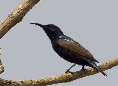 Purple Sunbird -- sp 34