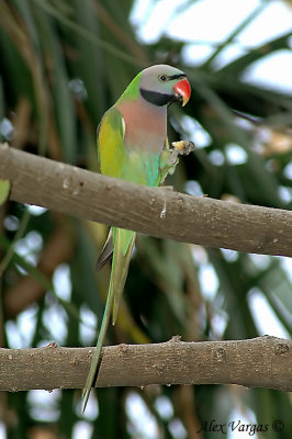 Red-breasted Parakeet -- sp 119