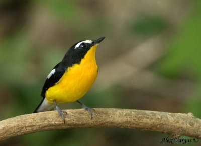 Yellow-rumped Flycatcher - male --  sp 207