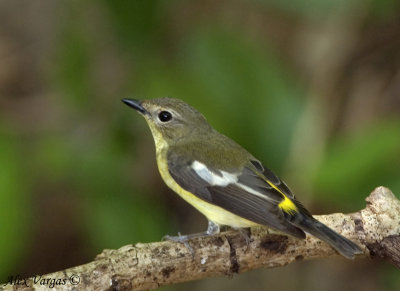 Yellow-rumped Flycatcher - female --  sp 207