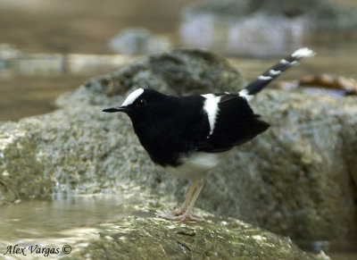 White-fronted Forktail -- sp 229