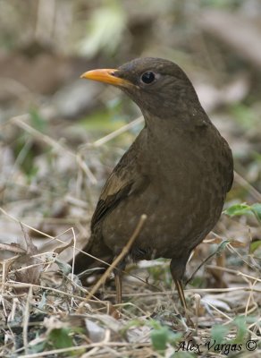 Grey-winged Blackbird- female  -- sp 210
