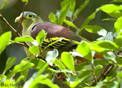 Thick-billed Green Pigeon -- sp 111