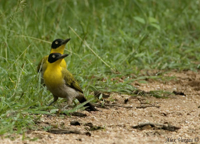 Black-headed Woodpecker - couple -- sp 23