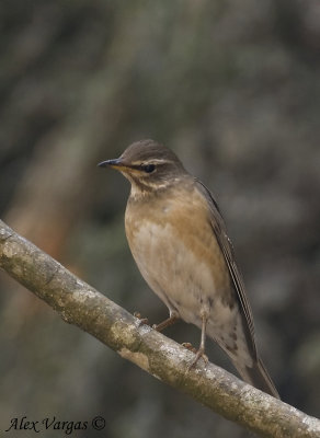 Eyebrowed Thrush - female -- sp 212