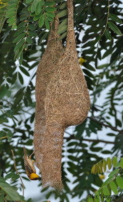 Baya Weaver - nest -- sp 84